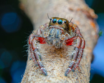 Close-up of jumping spider