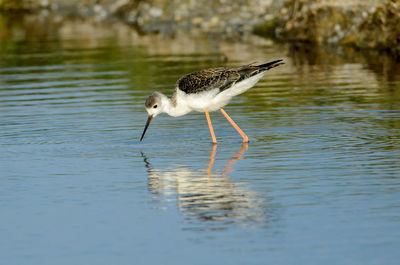 Side view of bird in water