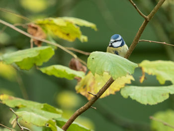 Close-up of bird perching on plant