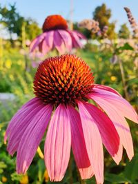 Close-up of pink flower