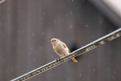 Close-up of bird perching on metal