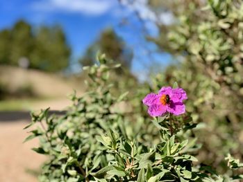 Close-up of flowers blooming outdoors
