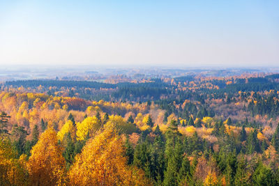 High angle view of trees growing in forest against sky
