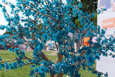 Close-up of flower tree