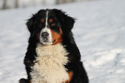 Bernese mountain dog sitting on snow