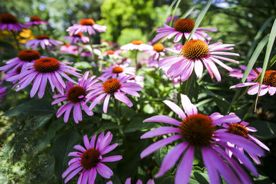 Close-up of purple flowering plants in park