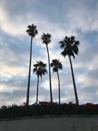 Low angle view of palm trees against sky