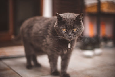 Close-up portrait of a cat