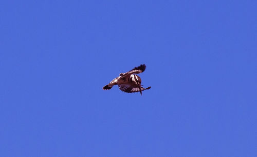 Low angle view of bird flying against clear blue sky