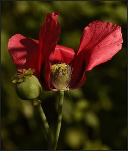 Close-up of red flowering plant