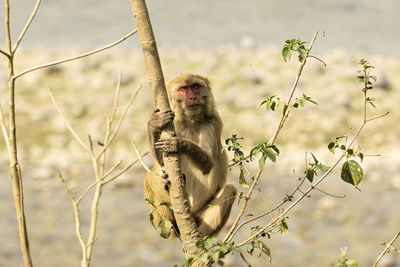 Portrait of monkey sitting on branch