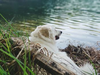 Dog relaxing in a lake