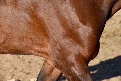 Cropped image of horse standing on field