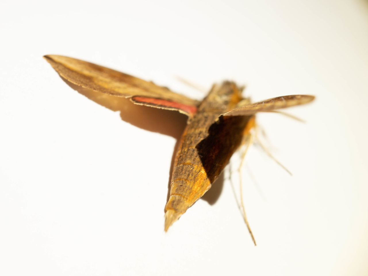 HIGH ANGLE VIEW OF BUTTERFLY ON WHITE BACKGROUND