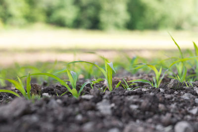 Close-up of plants growing on field