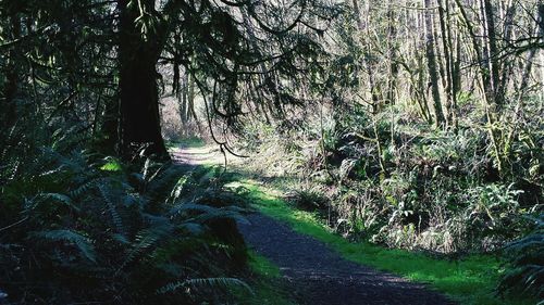 Footpath in forest