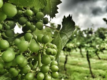 Close-up of grapes growing on tree