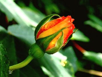 Close-up of red flowers