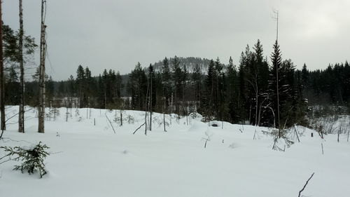 Trees on snow covered landscape against sky