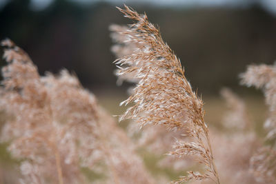 Close-up of plant against blurred background