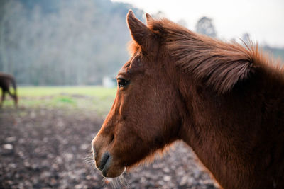 Close-up of horse on field