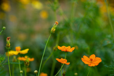 Close-up of yellow flowering plants on field