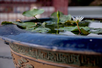 Close-up of green leaves floating on water