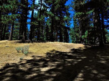 Shadow of trees in forest