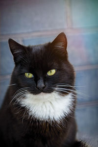 Close-up portrait of a cat