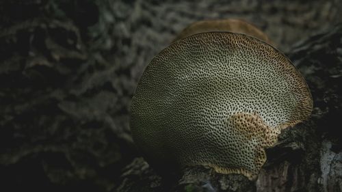 Close-up of mushroom