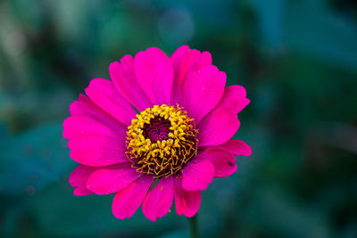 Close-up of pink flower