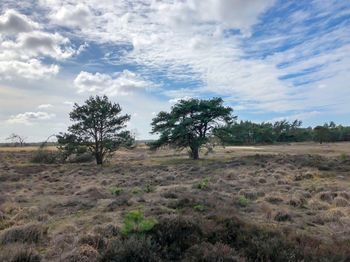 Trees on field against sky