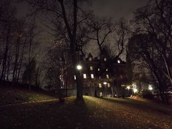 Illuminated trees at night