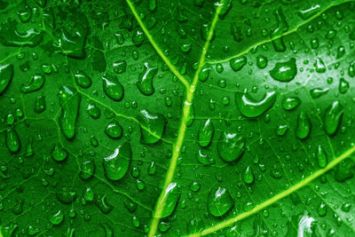 Full frame shot of wet leaves