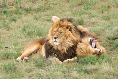 Portrait of a cat relaxing on ground