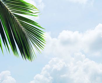 Low angle view of palm tree leaves against sky