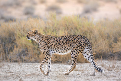 Side view of a cat