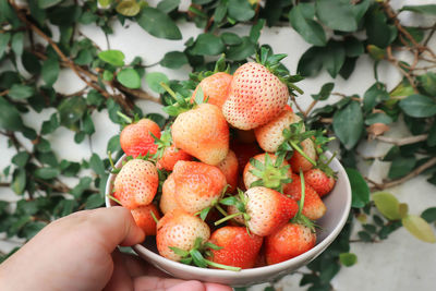 Close-up of hand holding strawberries