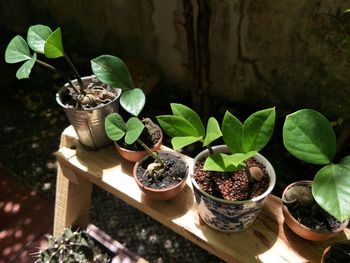 High angle view of potted plants