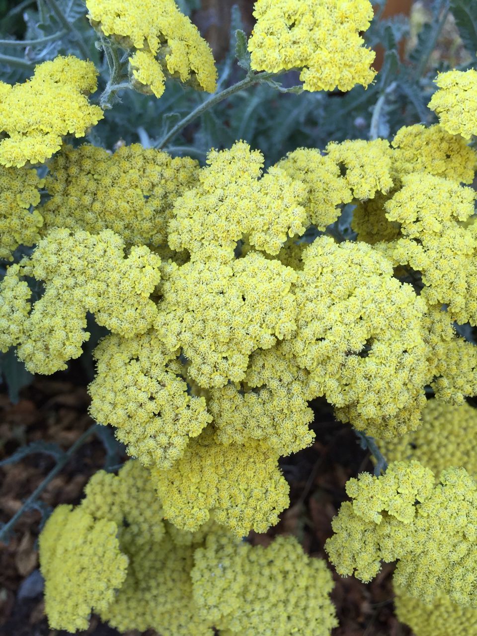 flower, freshness, yellow, growth, fragility, beauty in nature, nature, petal, plant, full frame, high angle view, close-up, abundance, backgrounds, blooming, flower head, leaf, outdoors, day, no people