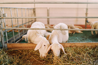 High angle view of sheep in pen