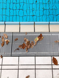 High angle view of birds in swimming pool