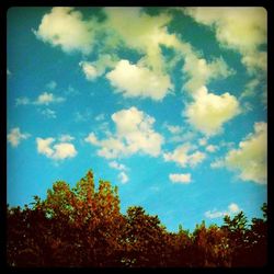 Low angle view of trees against blue sky