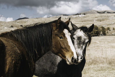 Horse standing in ranch