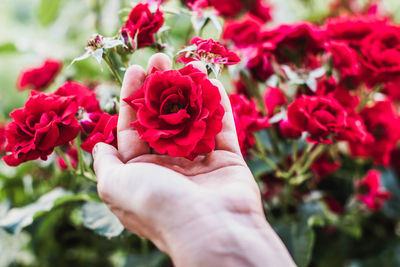 Close-up of hand holding flowers