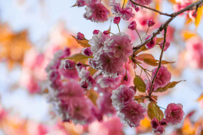 Close-up of pink cherry blossom