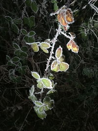 Close-up of bird on branch