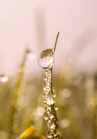 Close-up of wedding rings