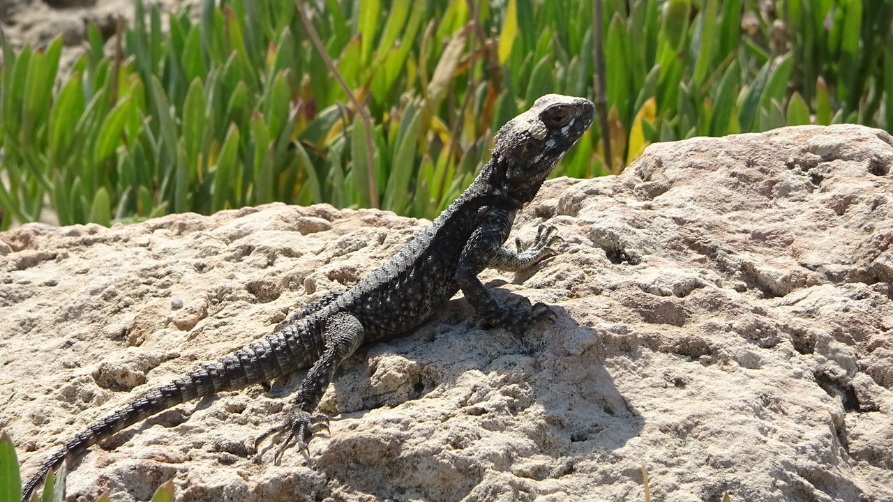 CLOSE-UP OF A LIZARD ON ROCK