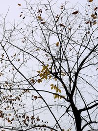 Low angle view of bare tree against sky